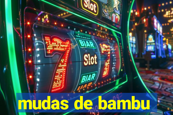 mudas de bambu